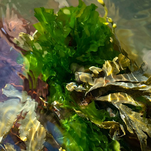 sea lettuce in water amongst other seaweed