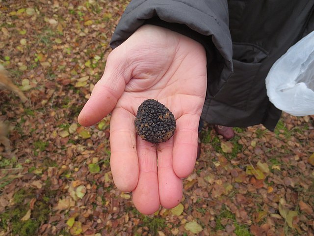 Truffle Foraging And Cookery Course Voucher - Per Person - Image 6