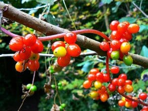 Black Bryony (Dioscorea communis) Identification Guide