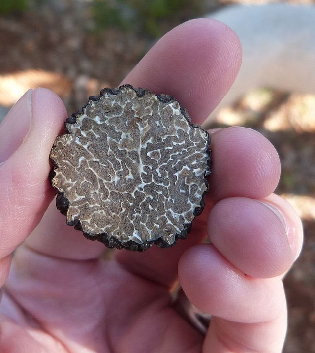 Truffle Foraging And Cookery Course Voucher - Per Person - Image 5