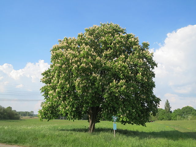 Horse Chestnut Tree