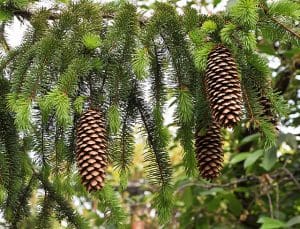 Spruce (Picea abies) Identification Guide