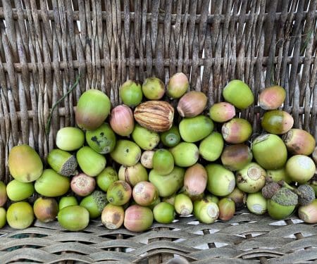 Ticket: Foraging Walk - Worcester 2023/05/20 - 2023/05/20