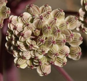 Angelica (Angelica sylvestris) Identification