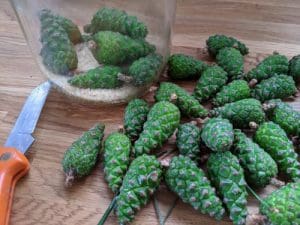 Mugolio Recipe: Green Pine Cone Syrup