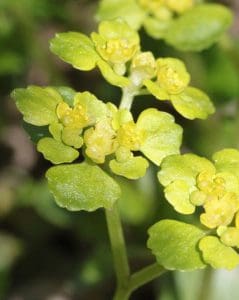 Alternate-leaved Saxifrage (Chrysoplenium alternifolium) Identification