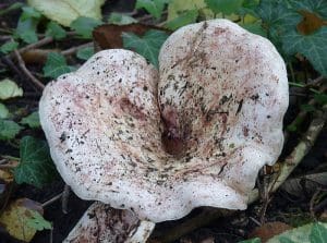 An Introduction to Milkcap Mushrooms