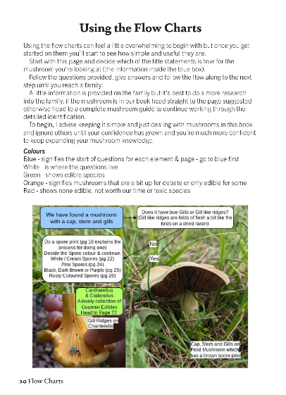 Foraging Mushrooms - A Guide to Foraging & Cooking with Wild Mushrooms - Image 5