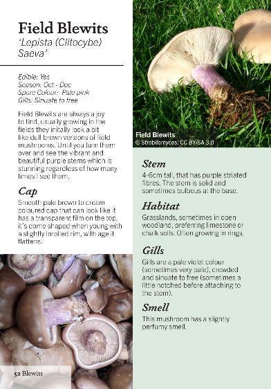 Foraging Mushrooms - A Guide to Foraging & Cooking with Wild Mushrooms - Image 8