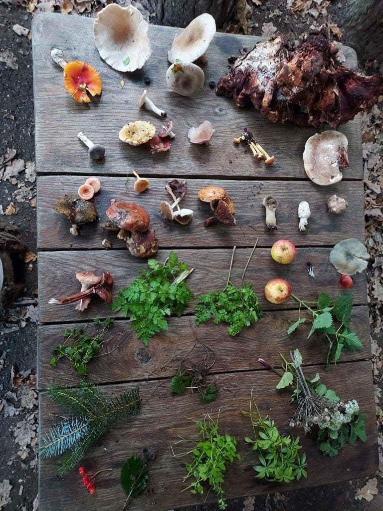 Foraging in the Lake District
