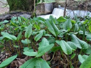 Bistort (Bistorta officinalis) Identification