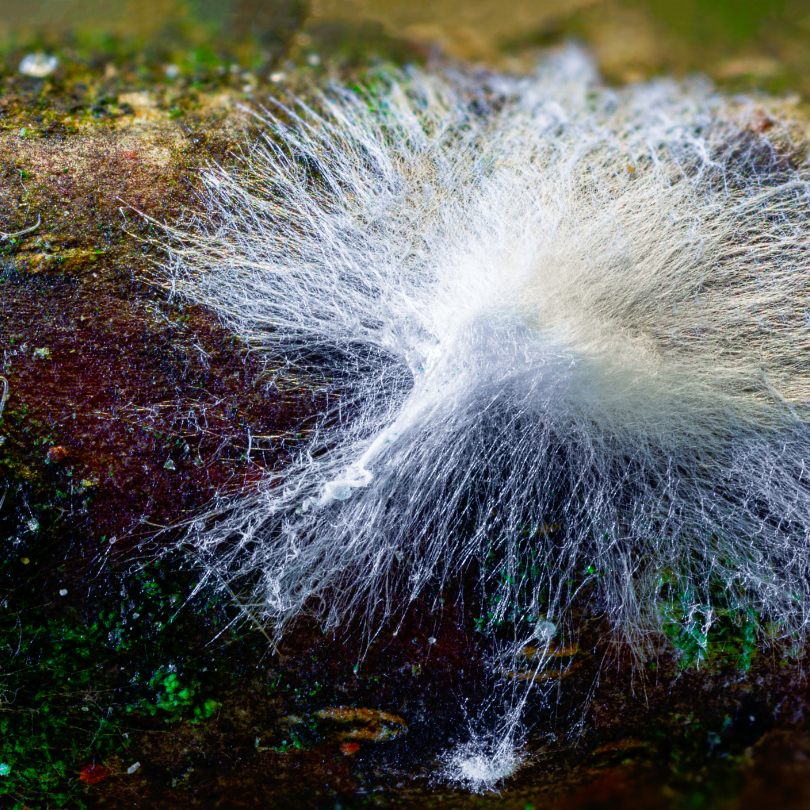 Mushroom Mycelium