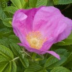 Used with permission, GB non-native species secretariat