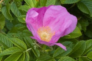 Used with permission, GB non-native species secretariat