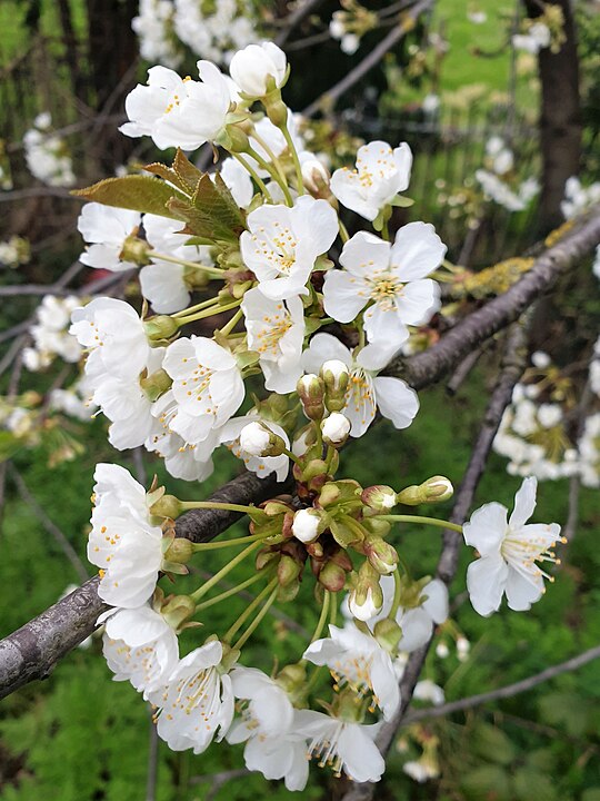 Wild cherry / sour cherry