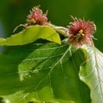 Beech Tree