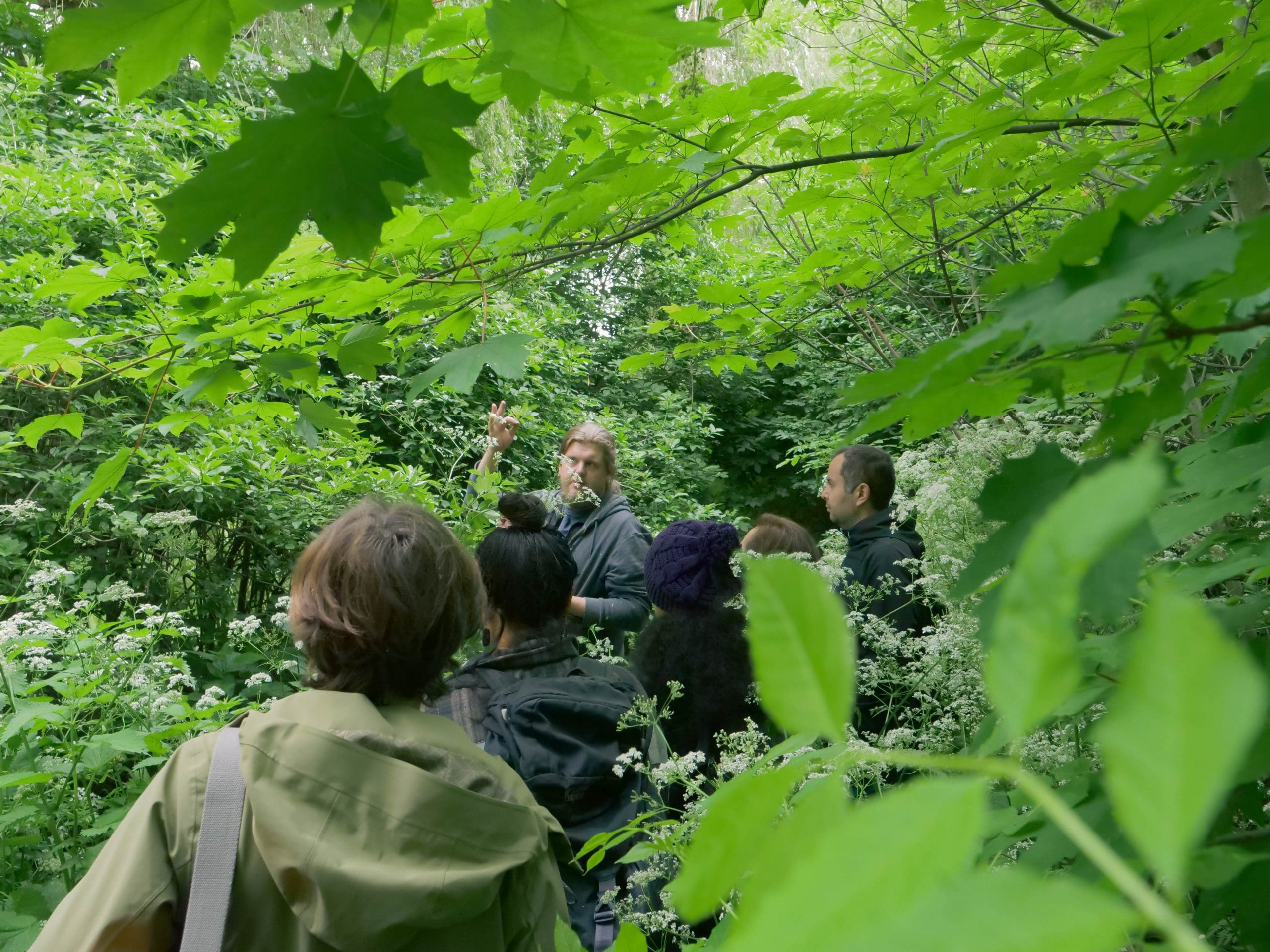 Group foraging amongst beech trees