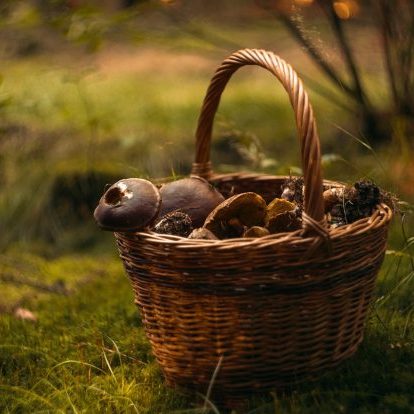 foraging mushrooms