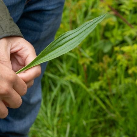 Ticket: Forage and Cook - Cornwall  -