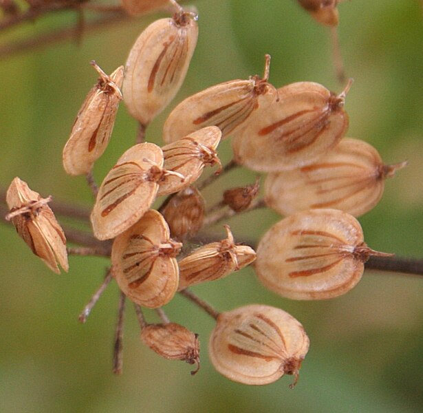 Hogweed_(Heracleum_sphondylium) seeds, Anne Burgess, via Wikimedia Commons