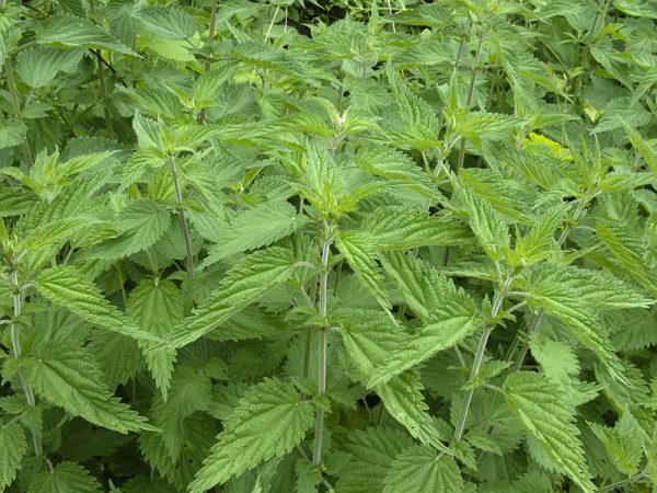 Stinging nettle plants up close