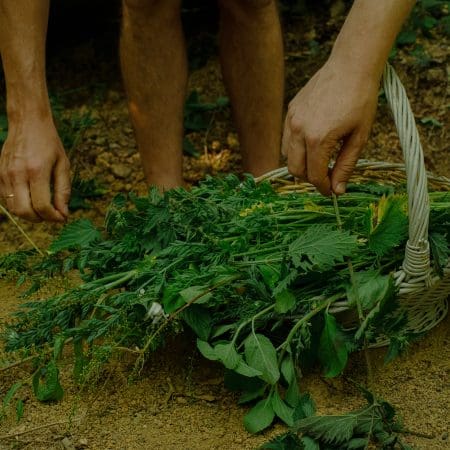 Ticket: Afternoon Foraging Walk in Norfolk 12/11/2024 - 12/11/2024