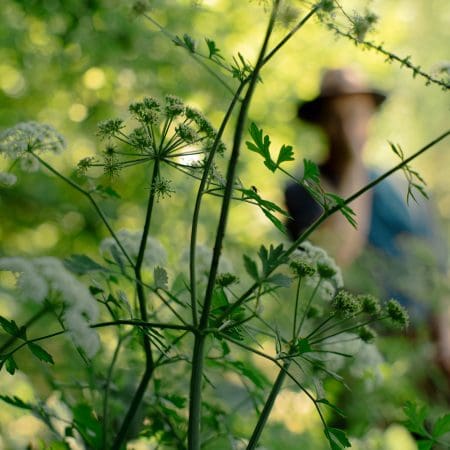 Ticket: Foraging Walk in Norfolk 12/11/2024 - 12/11/2024