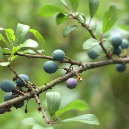 Ticket: Foraging Walk - Manchester 2024/01/28 - 2024/01/28