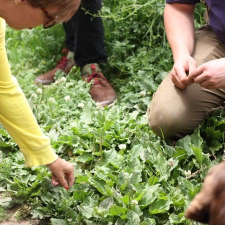 Ticket: Foraging Walk - Nottingham  -
