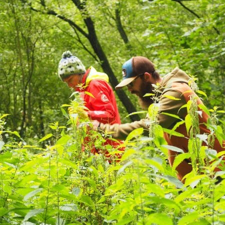 Ticket: Foraging Walk - Bristol  -