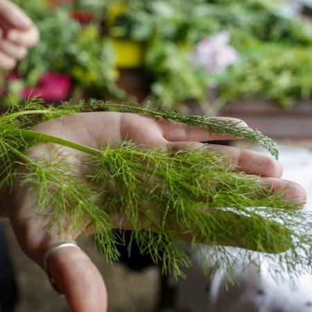 Ticket: Forage and Cook - Falkirk  -