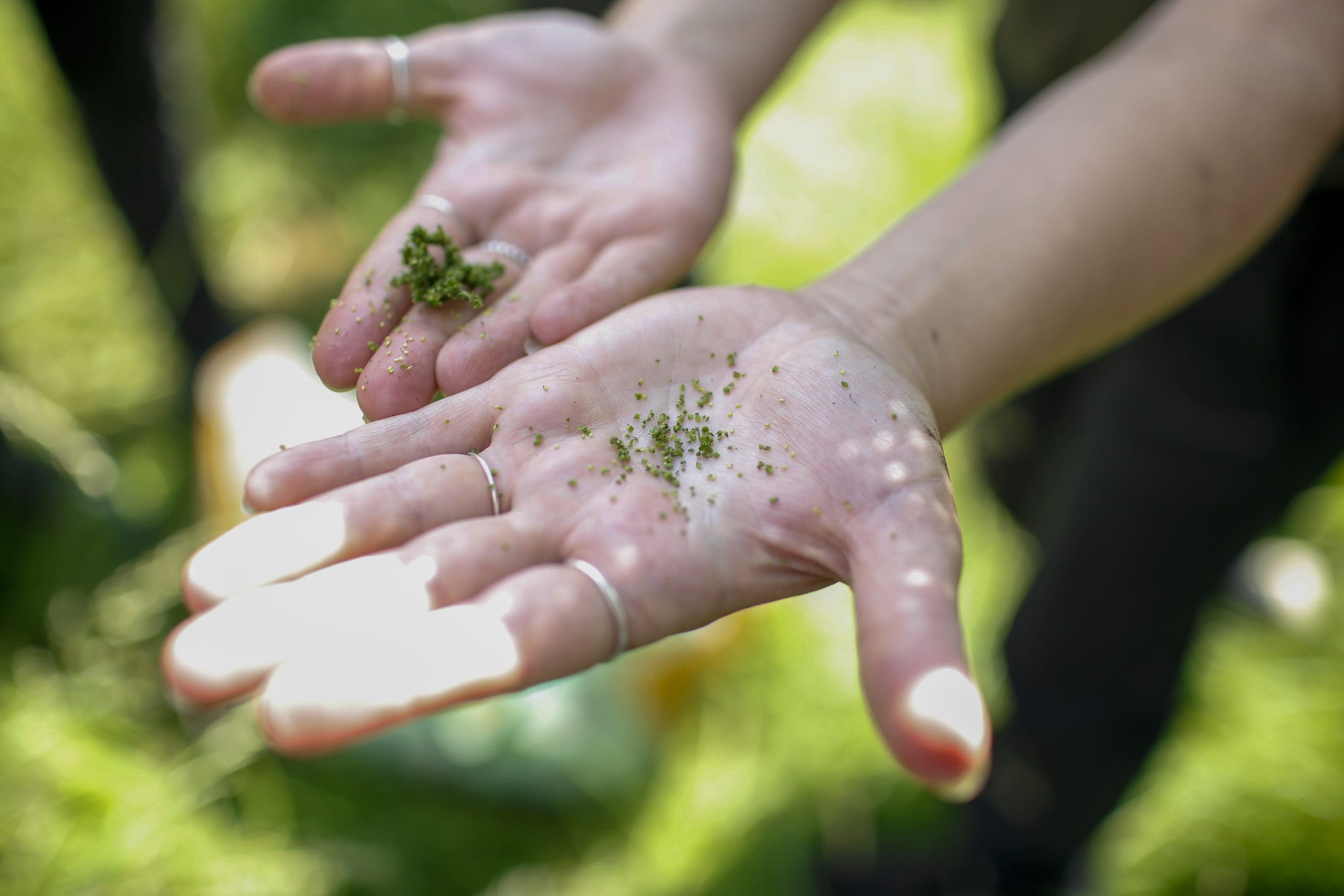 Foraging Course Voucher - Name Your Price - Image 5