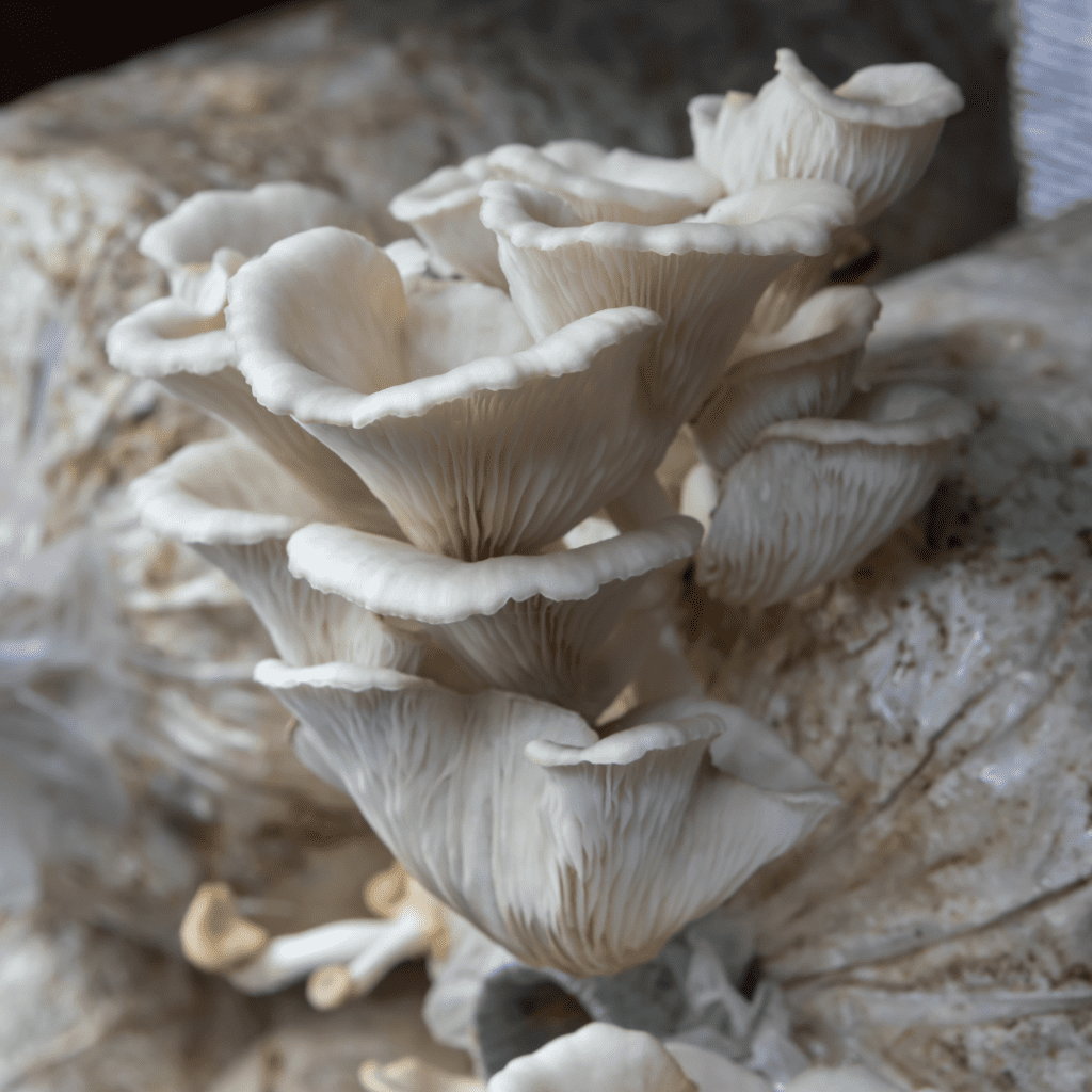growing oyster mushrooms at home