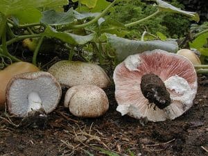 Almond Mushroom (Agaricus subrufescens) Identification