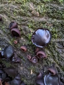 black bulgar on wood