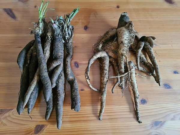 dandelion roots which have been washed