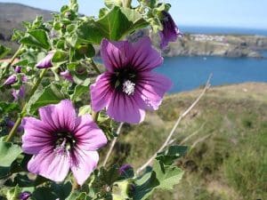 Foraging in South West England: A Springtime Adventure