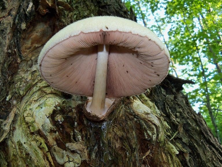 Silky Rosegill