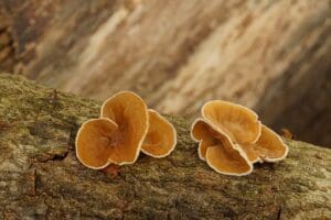 poplar bell fungus on log