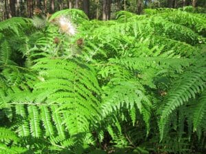 Edible Ferns - Bracken