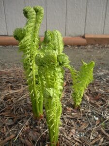 Osterich Ferns for Eating