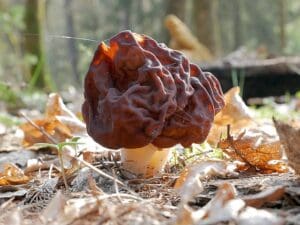 poisonous mushrooms in the UK