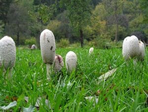 Foraging in October