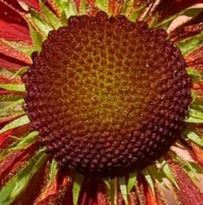 An Introduction to the Daisy (Asteraceae) family